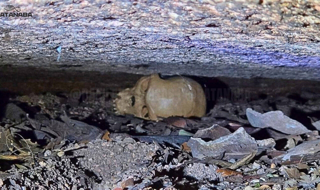 Ratanabá: descobertas monumentais e expedições de ponta revelam os mistérios de uma civilização ancestral na Amazônia